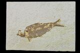Fossil Fish (Knightia) - Wyoming #159536-1